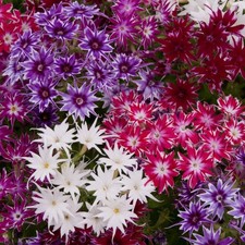 Phlox mini plug plants mixed