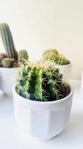 Parodia magnifica balloon - parodia,