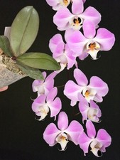 Rare Phalaenopsis sanderiana