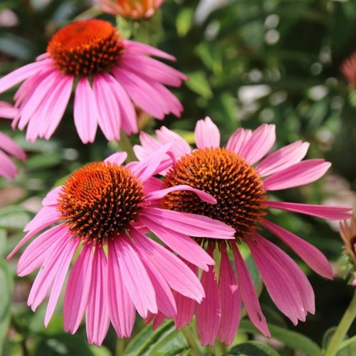 200 seeds coneflower - seeds,