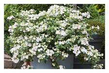 Hydrangea Runaway Bride -