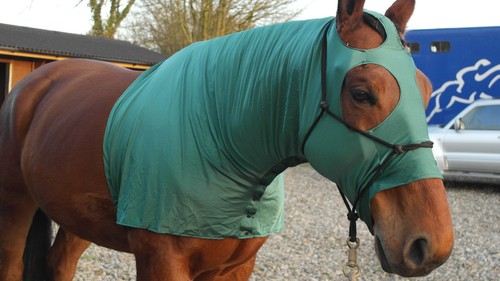 Lycra horse hood dark - , green
