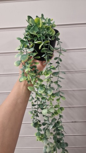 Artificial eucalyptus plant - eucalyptus,