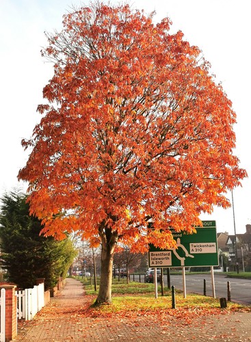 Aesculus indica tree indian - indica,