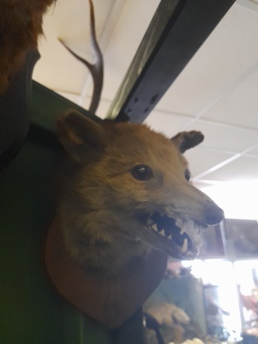Taxidermy fox mask head mount - taxidermy,