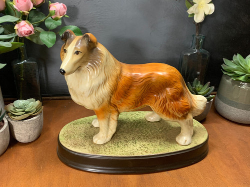 Collie dog with - dog, base