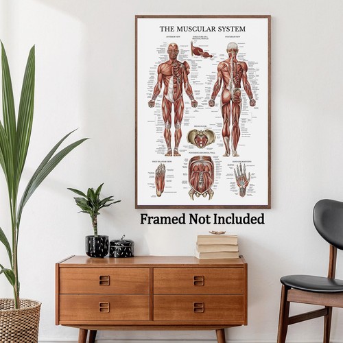 5size hot human anatomy - 5size,