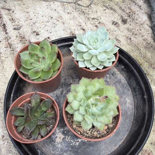 Mixed succulent collection - , of