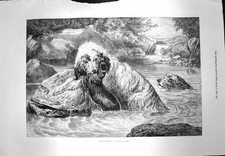 Original Old Antique Print