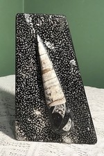 Heavy And Beautifully Polished  Orthoceras Fossil From Paleozoic Period