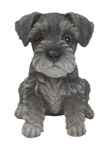 Vivid arts pet - vivid, pal