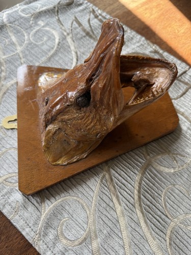 Taxidermy northern pike head - taxidermy,