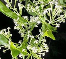 Cestrum nocturnum - Jasmine