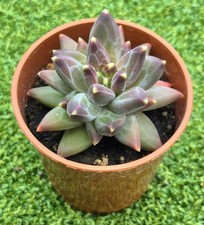 Pachyphytum compactum 'Purple
