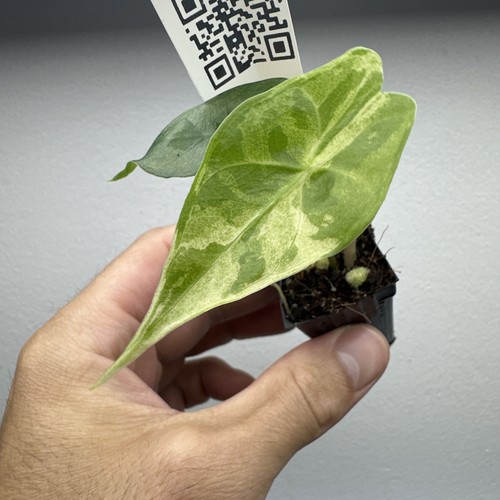 Alocasia black satun lemon - alocasia,