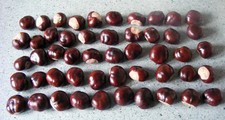 50 LARGE FRENCH CONKERS (HORSE CHESTNUTS) FOR SPIDER REPELLENT, GAMES & CRAFTS