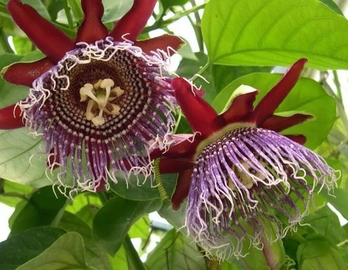 Passiflora quadrangularis 10 - quadrangularis,