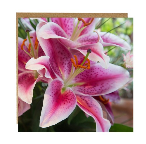 Stargazer lily greeting card - ,