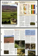 The Moorland & It's Wildlife
