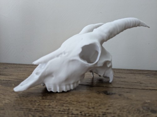 Goat skull printed - skull, |