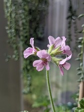 Geranium Pelargonium Strong Scented Pelargonium unrooted cutting Attar of roses