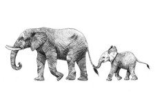 Elephant Mother Baby Wall Art