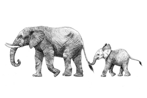 Elephant mother baby - elephant,