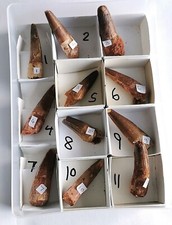 Spinosaurus Aegyptiacus Dinosaur Tooth 