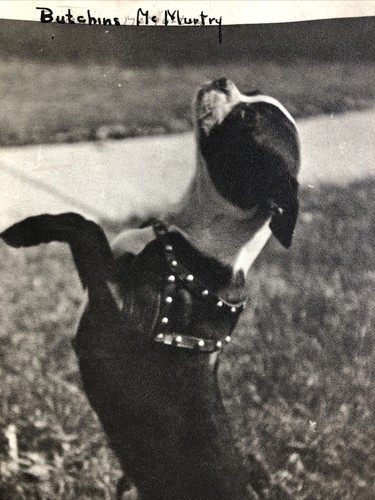 Antique pit bull dog - pit, photo