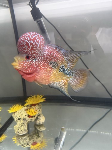 Flowerhorn fish - flowerhorn,