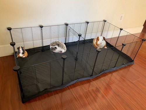 Guinea pig large rabbit - guinea,