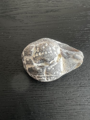 Echinoid marine fossil - fossil,, sea