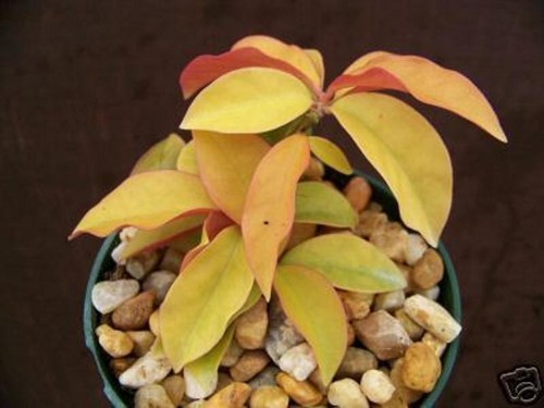 Pereskia aculeata gold