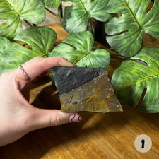 Genuine UK British Trilobite