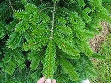 Nordman Fir Christmas Tree