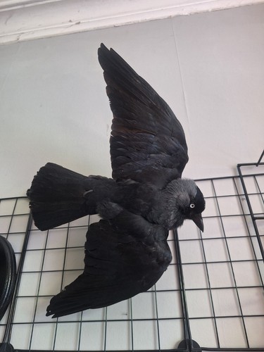 Taxidermy jack daw wall - daw,