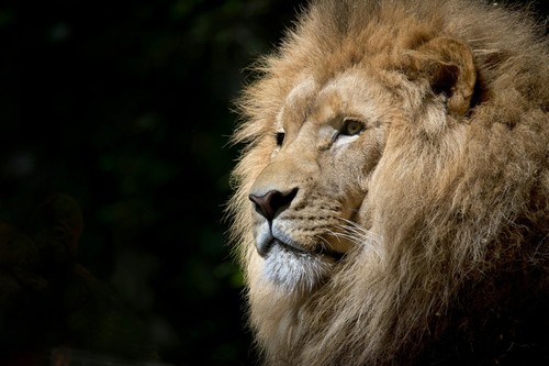 Digital image picture photo - image,