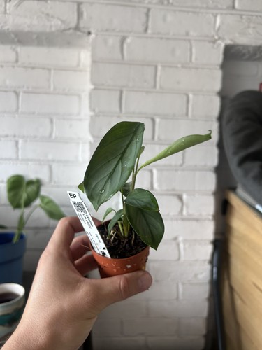Calathea setosa grey - calathea,