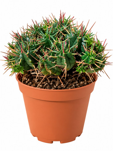 Euphorbia pincushion spiny - euphorbia,