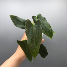 Anthurium Papillilaminum Fort