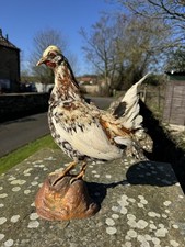 Taxidermy Chicken Swedish