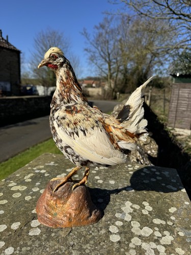 Taxidermy chicken swedish - taxidermy,