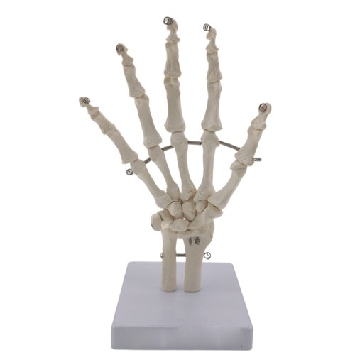 Life size human hand joint - life,