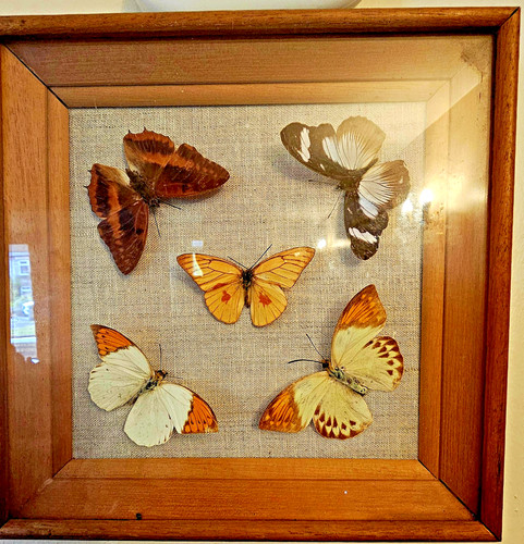 Mounted butterfly moth - butterfly, &