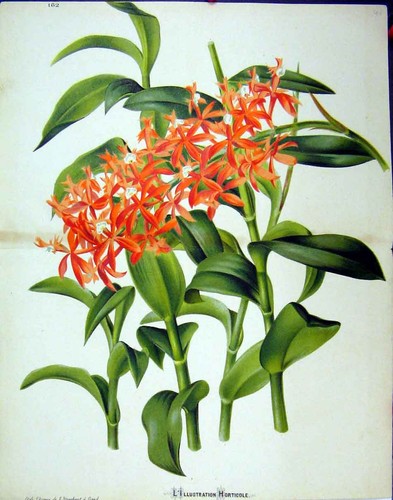 Original old antique print - old,