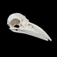 Replica resin raven bird skull