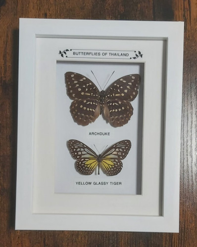 Taxidermy real framed - taxidermy,