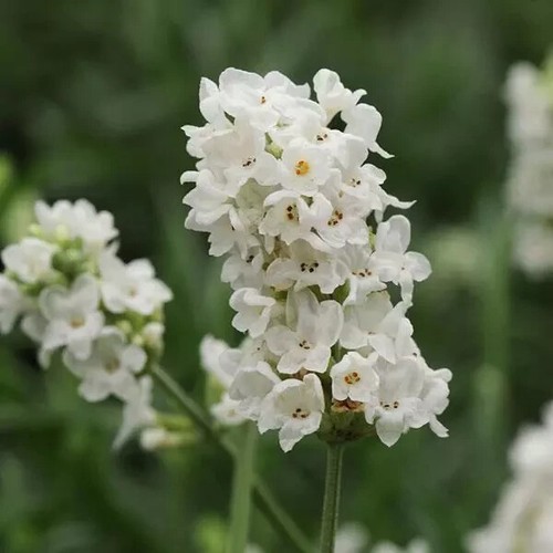 Lavender ellagance snow - lavender,