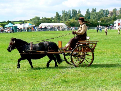 Photo 6x4 pony - and, carriage