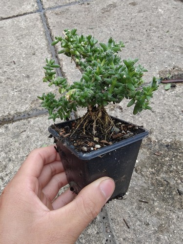 Trichodiadema bulbosum caudex - bulbosum,